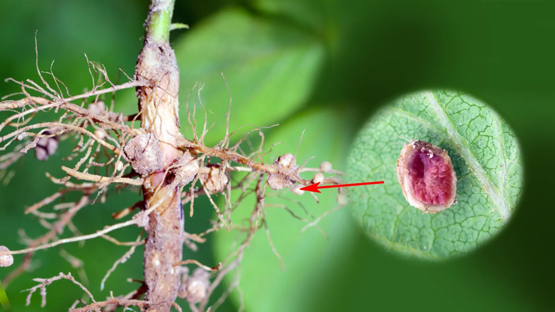 nitrogen-fixing nodules formed on the roots of a soybean plant. These nodules
        house symbiotic Rhizobium bacteria, which convert atmospheric nitrogen into a form usable by the plant, a
        process known as biological nitrogen fixation.